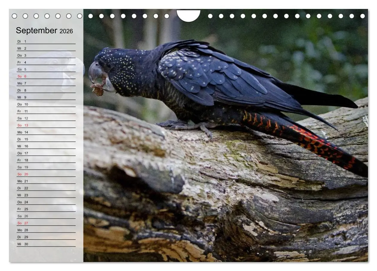 Bild: 9783516000924 | Papageien. Bunt, laut und klug (Wandkalender 2026 DIN A4 quer),...