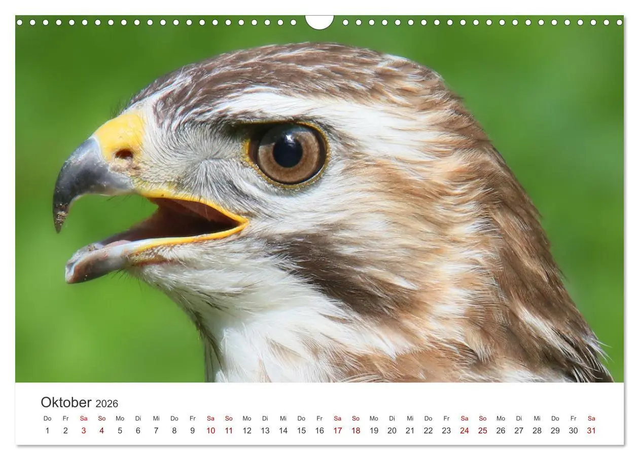 Bild: 9783457801024 | GREIFVOGEL- UND EULENPORTRÄTS (Wandkalender 2026 DIN A3 quer),...