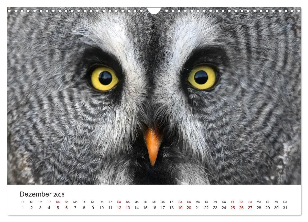 Bild: 9783457801024 | GREIFVOGEL- UND EULENPORTRÄTS (Wandkalender 2026 DIN A3 quer),...