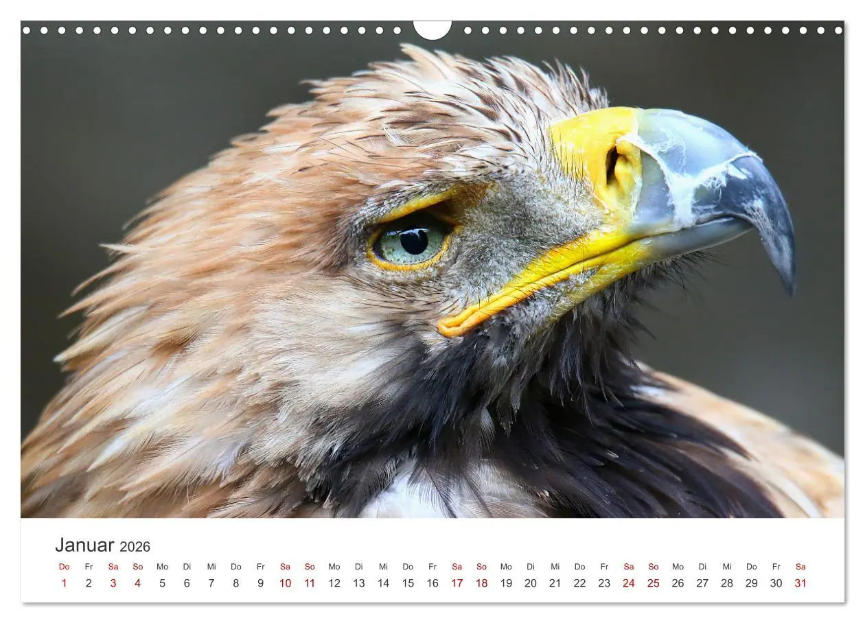 Bild: 9783457801024 | GREIFVOGEL- UND EULENPORTRÄTS (Wandkalender 2026 DIN A3 quer),...