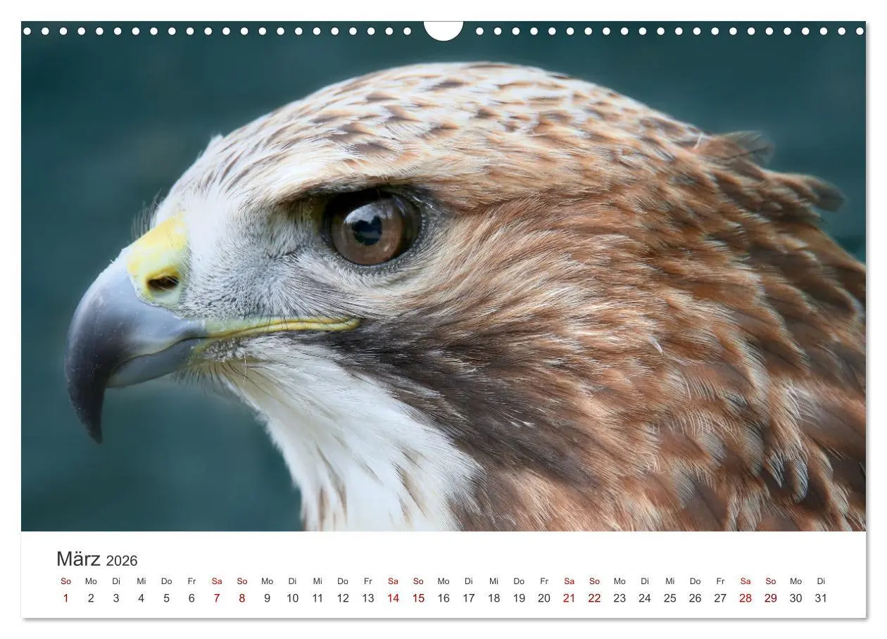 Bild: 9783457801024 | GREIFVOGEL- UND EULENPORTRÄTS (Wandkalender 2026 DIN A3 quer),...