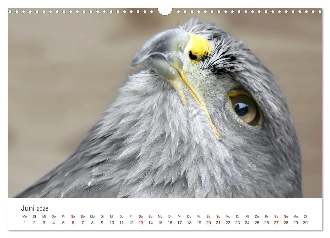Bild: 9783457801024 | GREIFVOGEL- UND EULENPORTRÄTS (Wandkalender 2026 DIN A3 quer),...