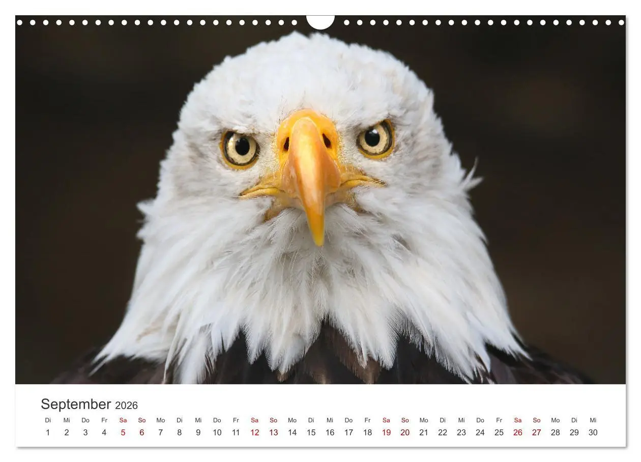 Bild: 9783457801024 | GREIFVOGEL- UND EULENPORTRÄTS (Wandkalender 2026 DIN A3 quer),...