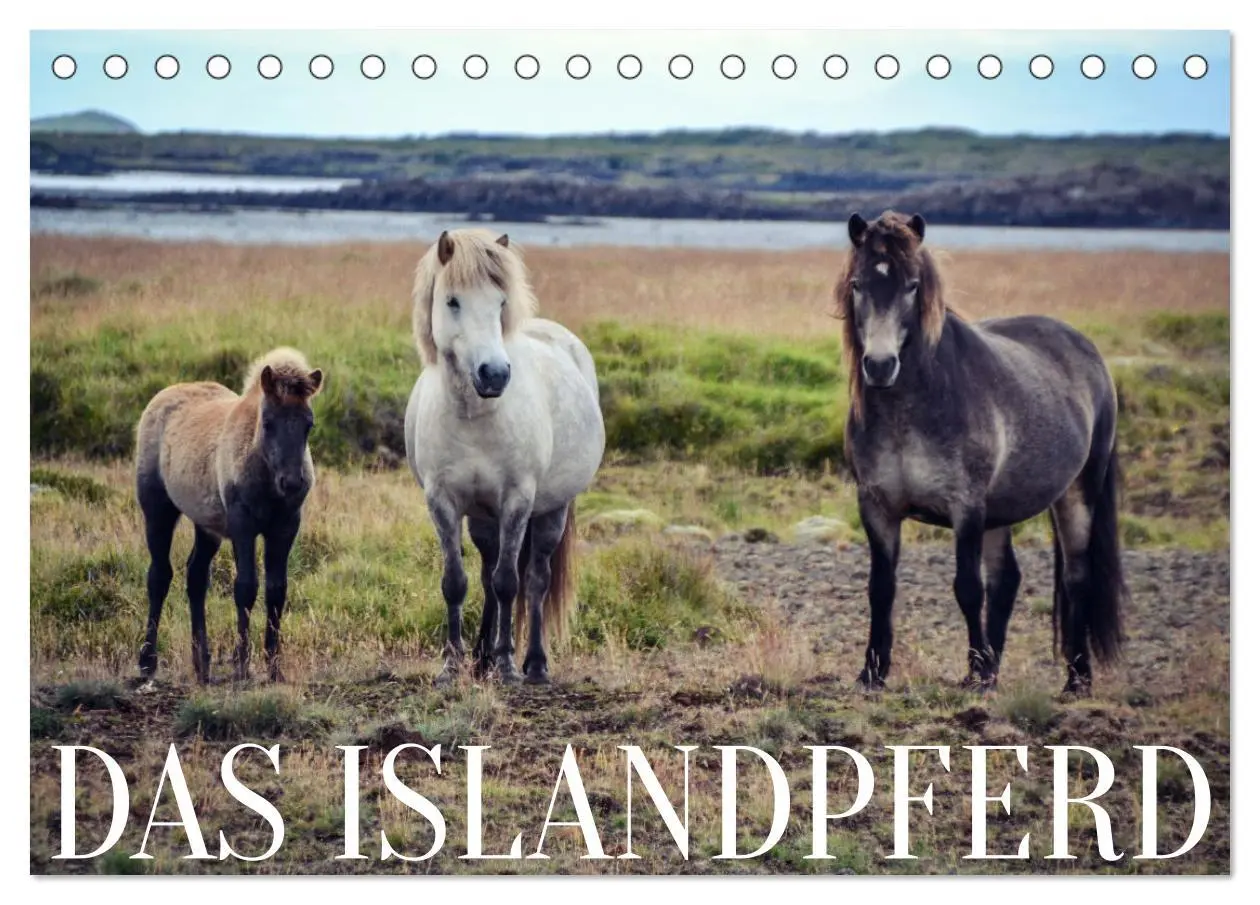 Cover: 9783457641224 | Das Islandpferd (Tischkalender 2026 DIN A5 quer), CALVENDO...