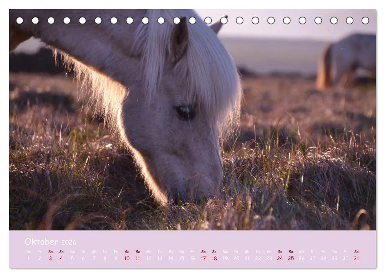 Bild: 9783457641224 | Das Islandpferd (Tischkalender 2026 DIN A5 quer), CALVENDO...