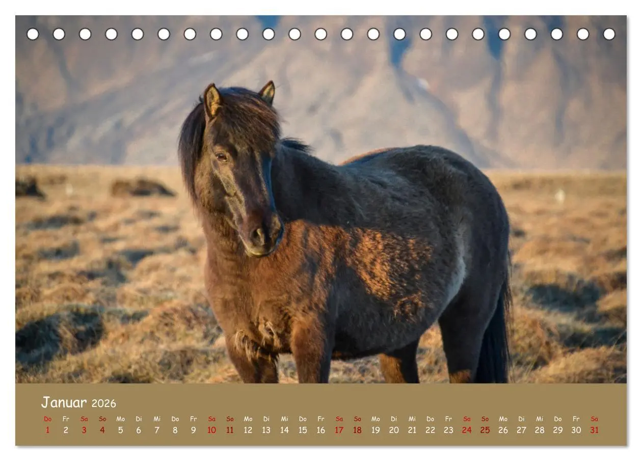 Bild: 9783457641224 | Das Islandpferd (Tischkalender 2026 DIN A5 quer), CALVENDO...