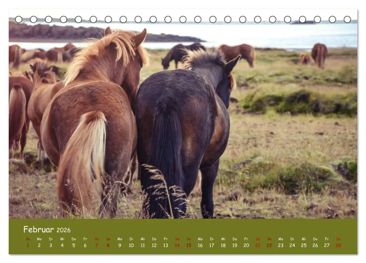 Bild: 9783457641224 | Das Islandpferd (Tischkalender 2026 DIN A5 quer), CALVENDO...