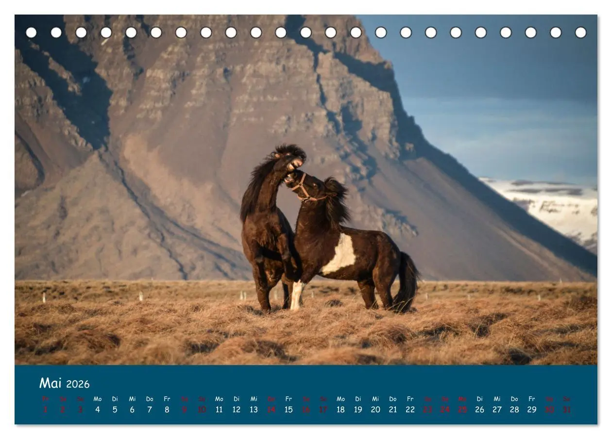 Bild: 9783457641224 | Das Islandpferd (Tischkalender 2026 DIN A5 quer), CALVENDO...