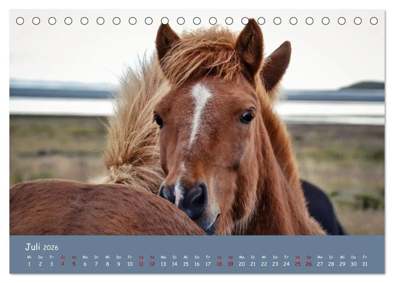 Bild: 9783457641224 | Das Islandpferd (Tischkalender 2026 DIN A5 quer), CALVENDO...