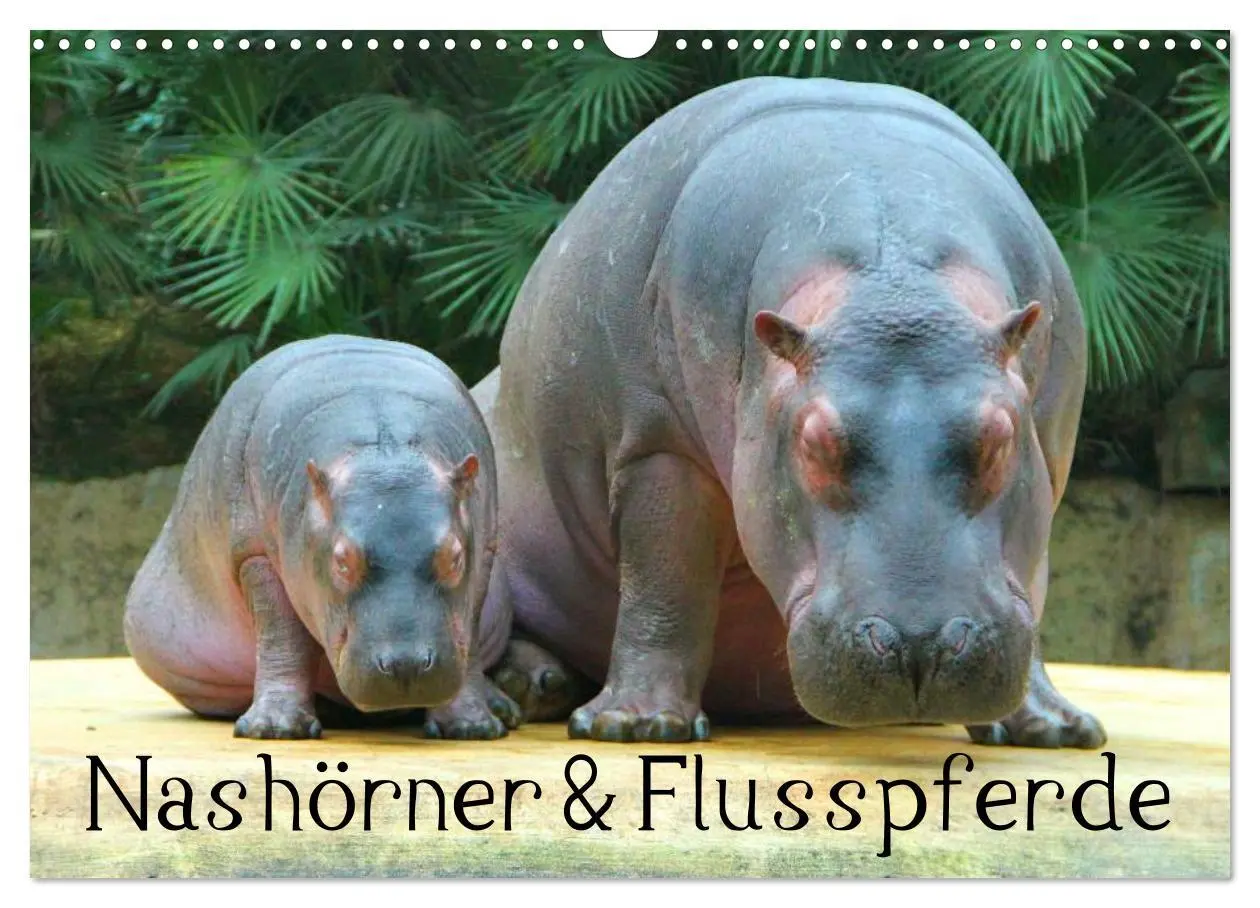 Cover: 9783516111224 | Nashörner &amp; Flusspferde (Wandkalender 2026 DIN A3 quer), CALVENDO...