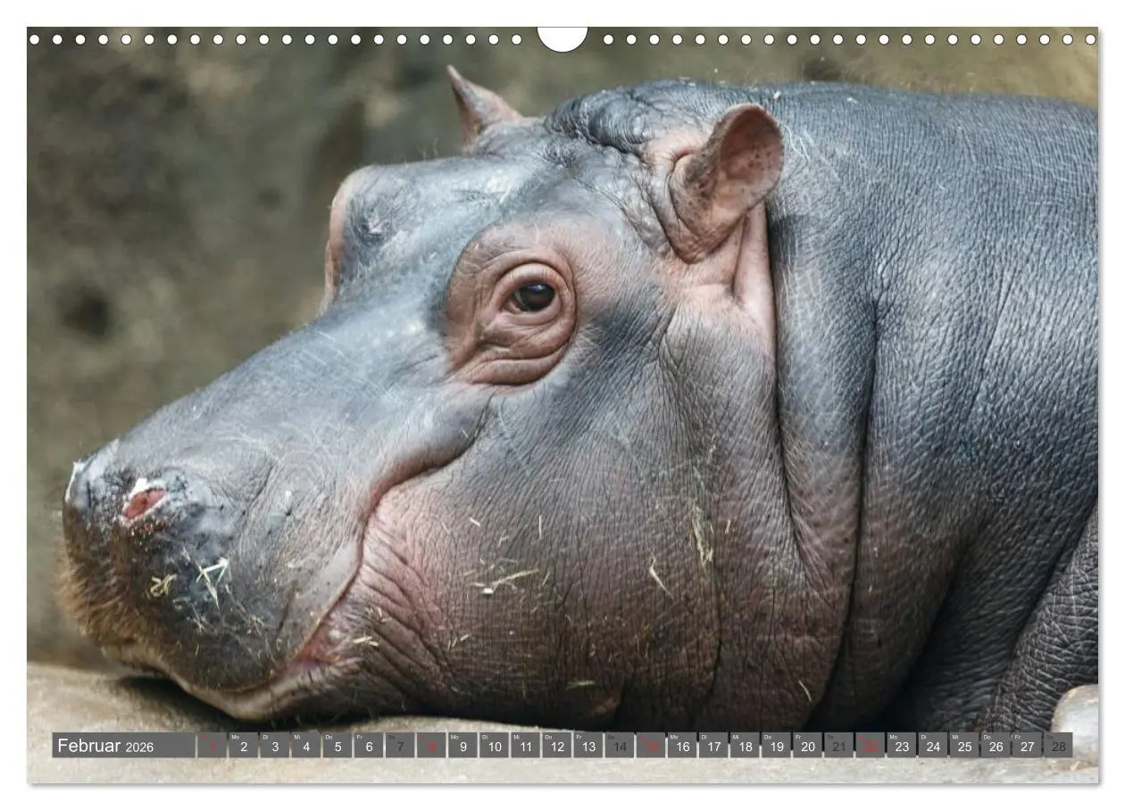 Bild: 9783516111224 | Nashörner &amp; Flusspferde (Wandkalender 2026 DIN A3 quer), CALVENDO...