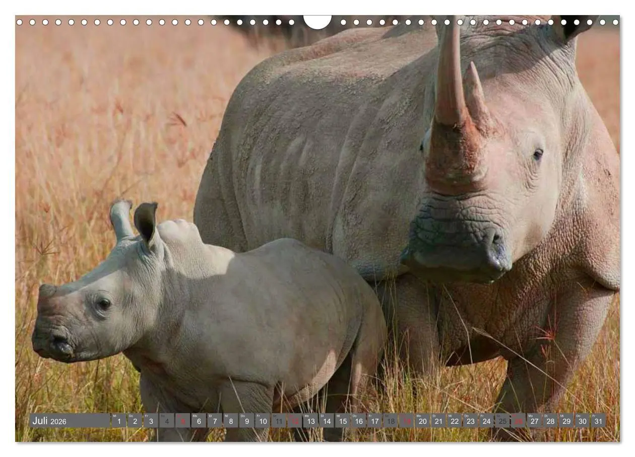 Bild: 9783516111224 | Nashörner &amp; Flusspferde (Wandkalender 2026 DIN A3 quer), CALVENDO...