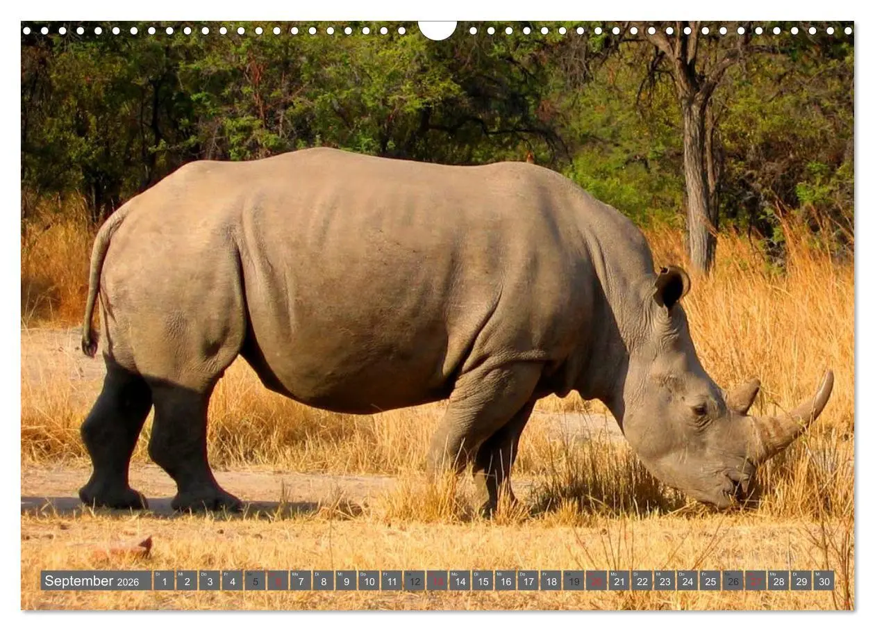 Bild: 9783516111224 | Nashörner &amp; Flusspferde (Wandkalender 2026 DIN A3 quer), CALVENDO...
