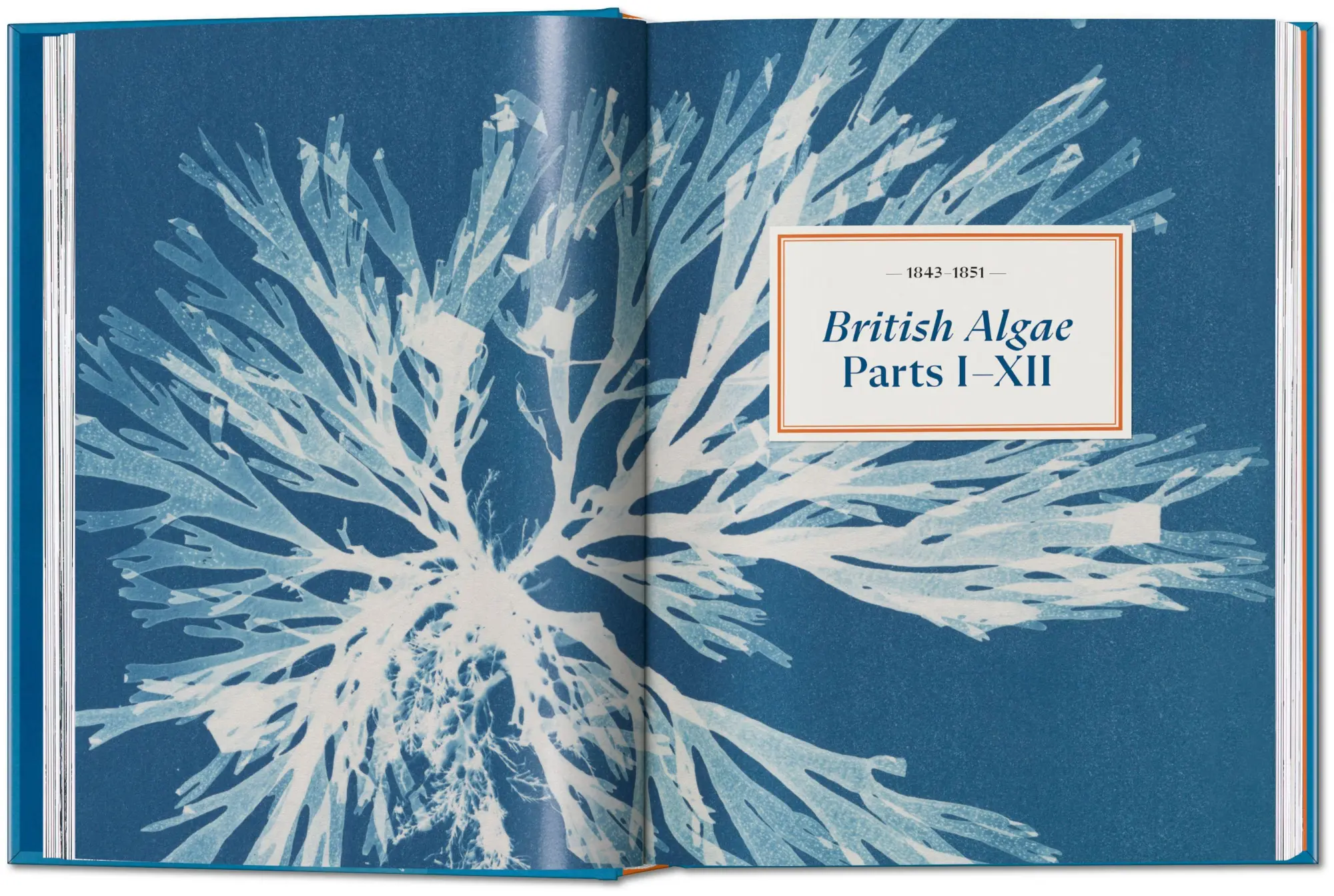Bild: 9783754401224 | Anna Atkins | Cyanotypes. 45th Ed. | Peter Walther | Buch | 512 S.