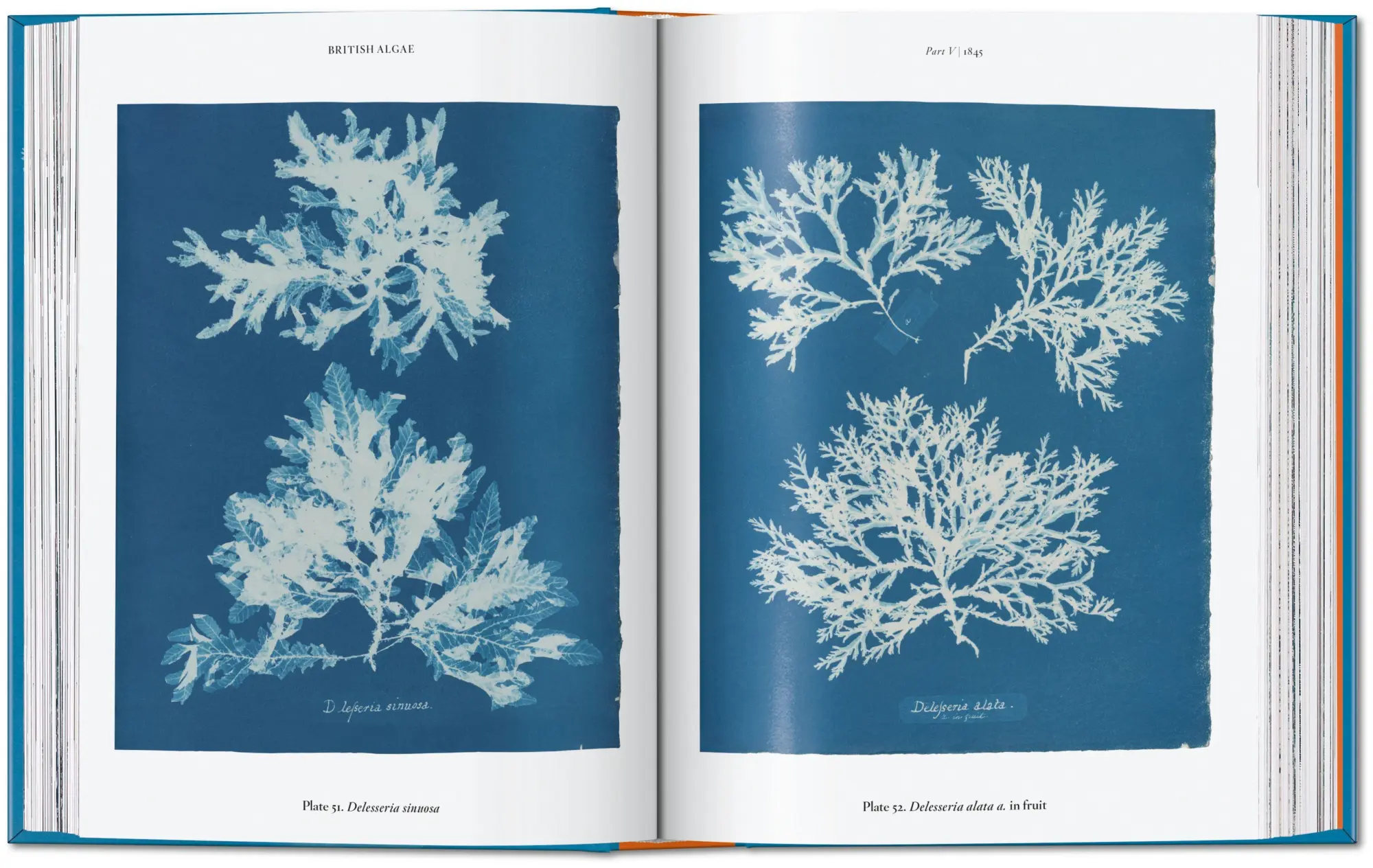 Bild: 9783754401224 | Anna Atkins | Cyanotypes. 45th Ed. | Peter Walther | Buch | 512 S.