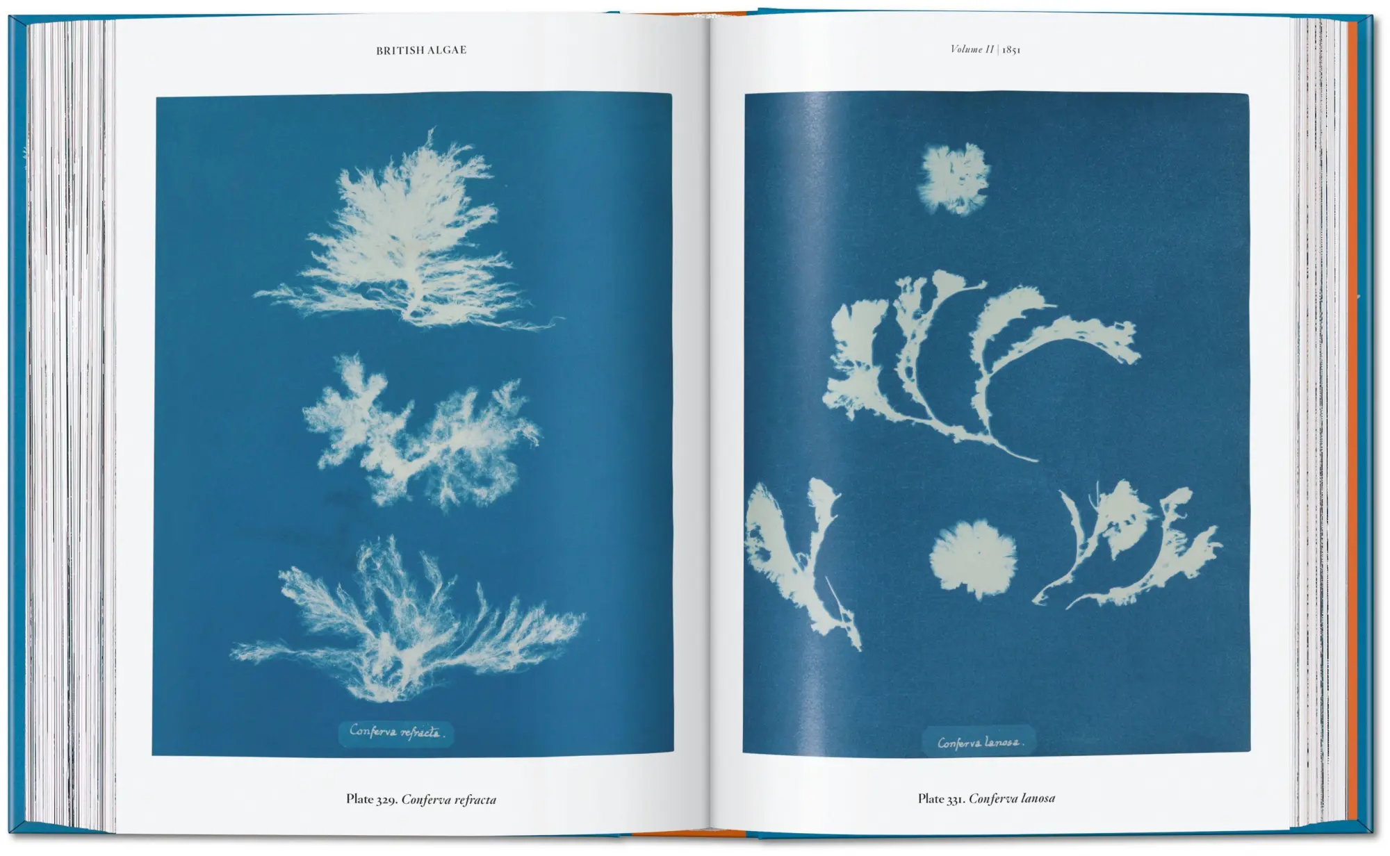 Bild: 9783754401224 | Anna Atkins | Cyanotypes. 45th Ed. | Peter Walther | Buch | 512 S.