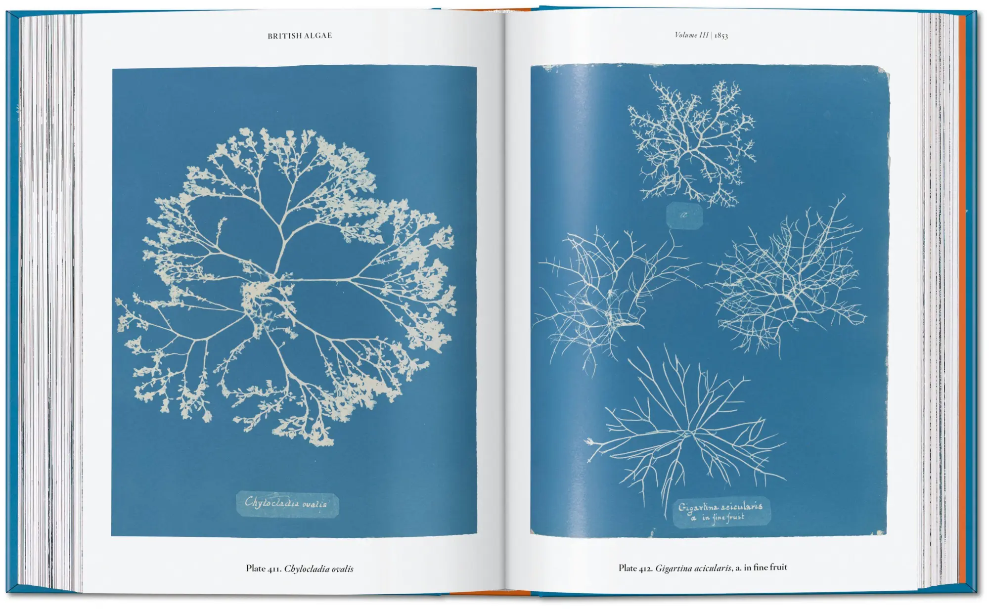 Bild: 9783754401224 | Anna Atkins | Cyanotypes. 45th Ed. | Peter Walther | Buch | 512 S.