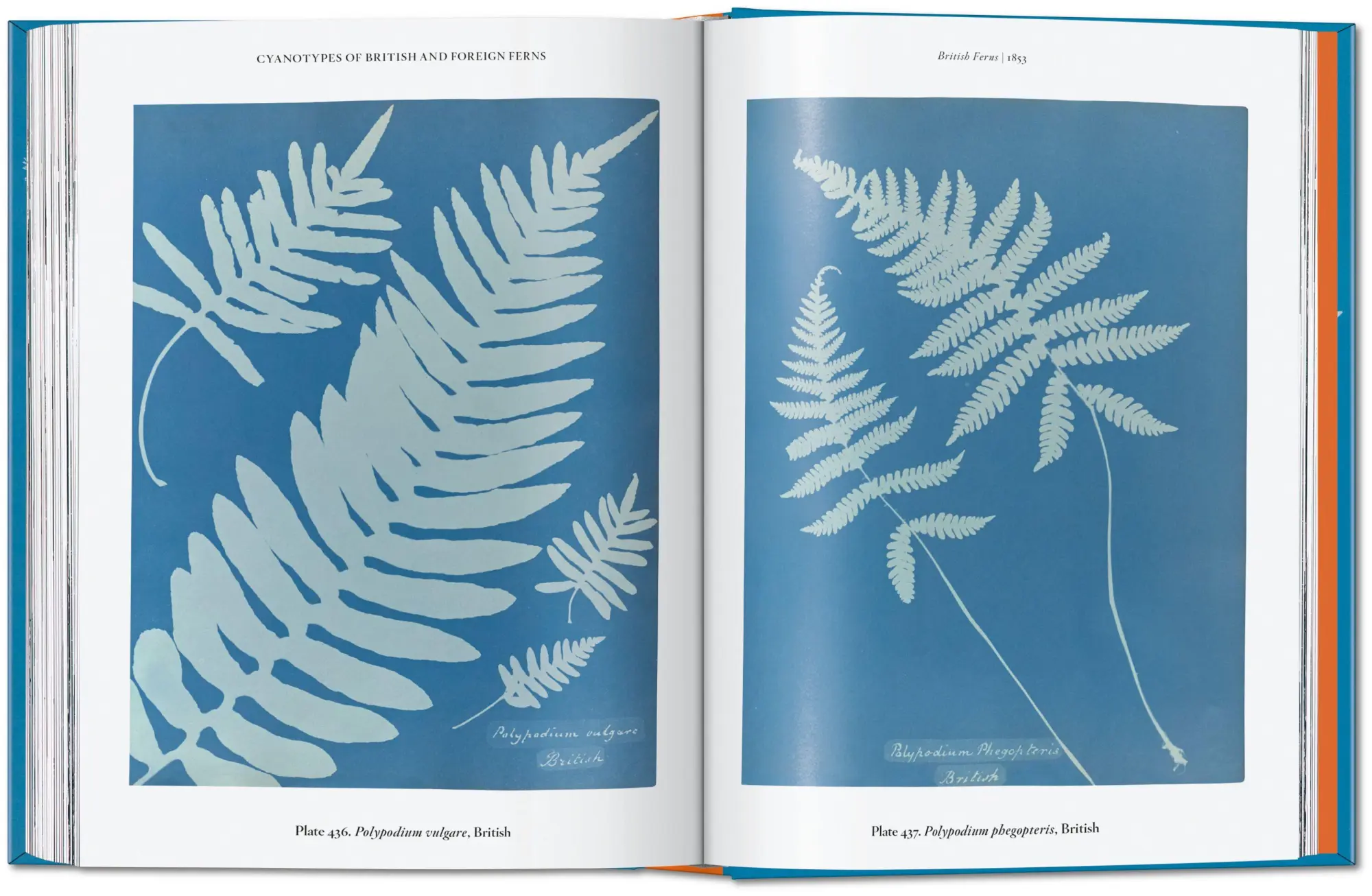Bild: 9783754401224 | Anna Atkins | Cyanotypes. 45th Ed. | Peter Walther | Buch | 512 S.