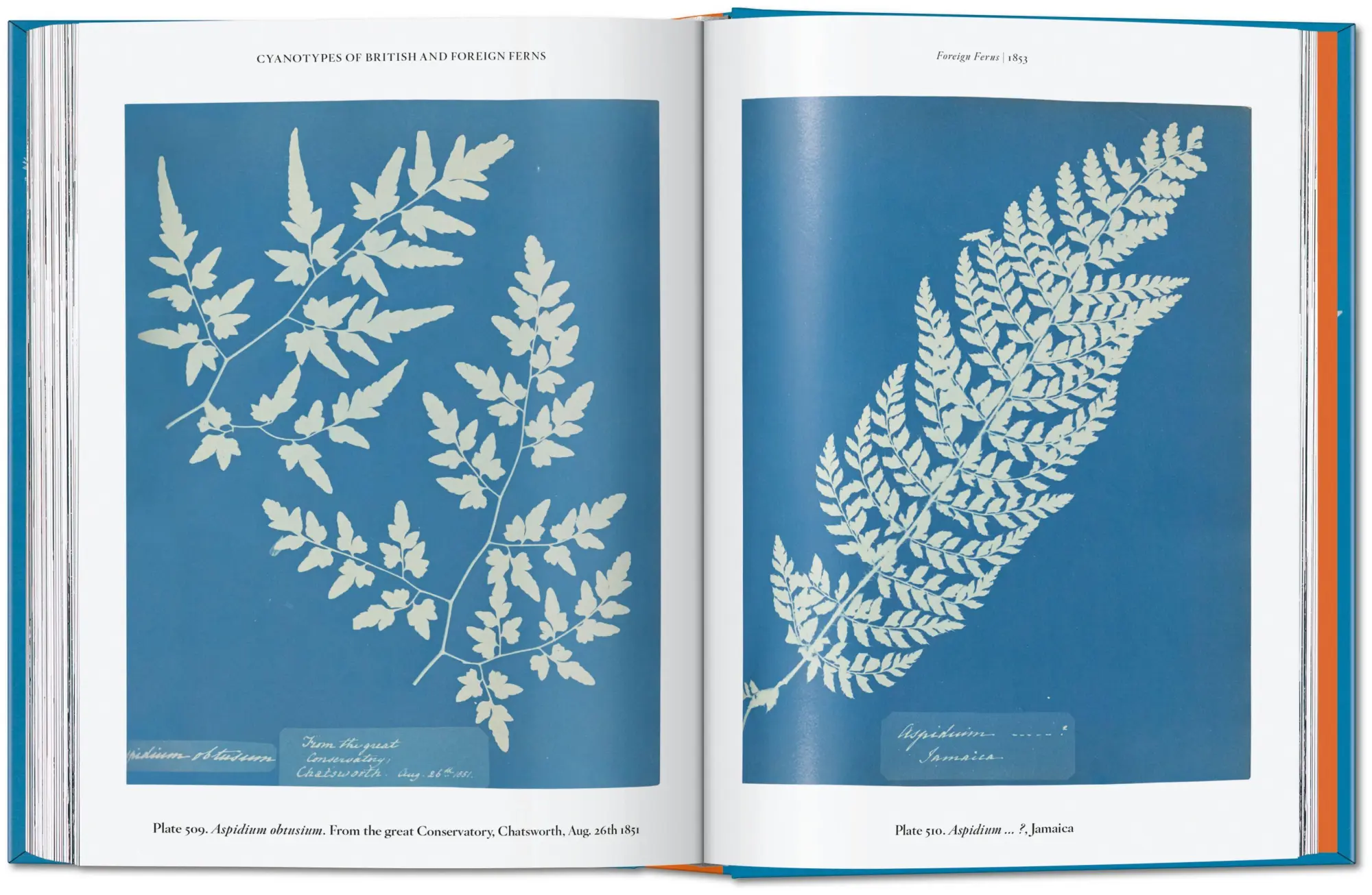 Bild: 9783754401224 | Anna Atkins | Cyanotypes. 45th Ed. | Peter Walther | Buch | 512 S.