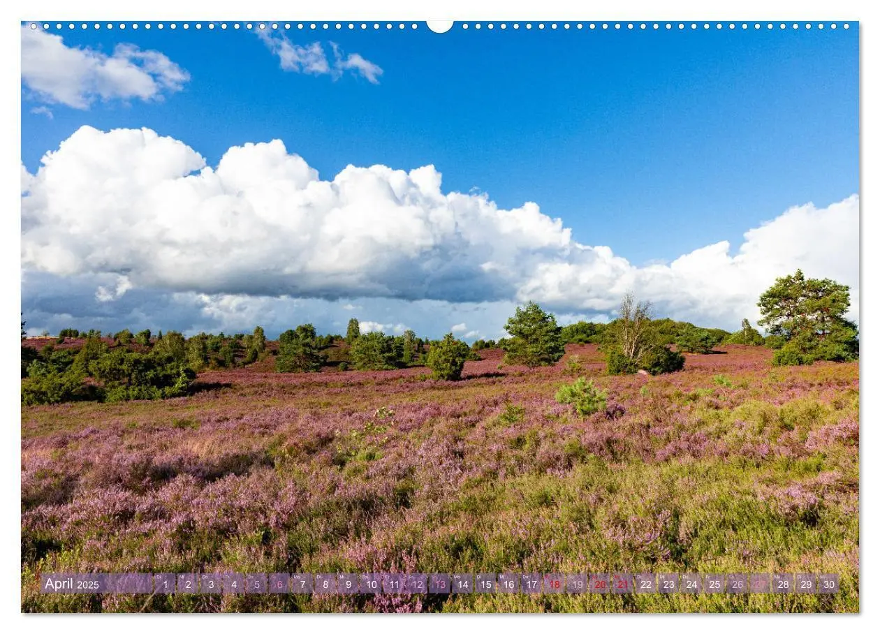 Bild: 9783383831324 | Im Blütenrausch der Lüneburger Heide (Wandkalender 2025 DIN A2...
