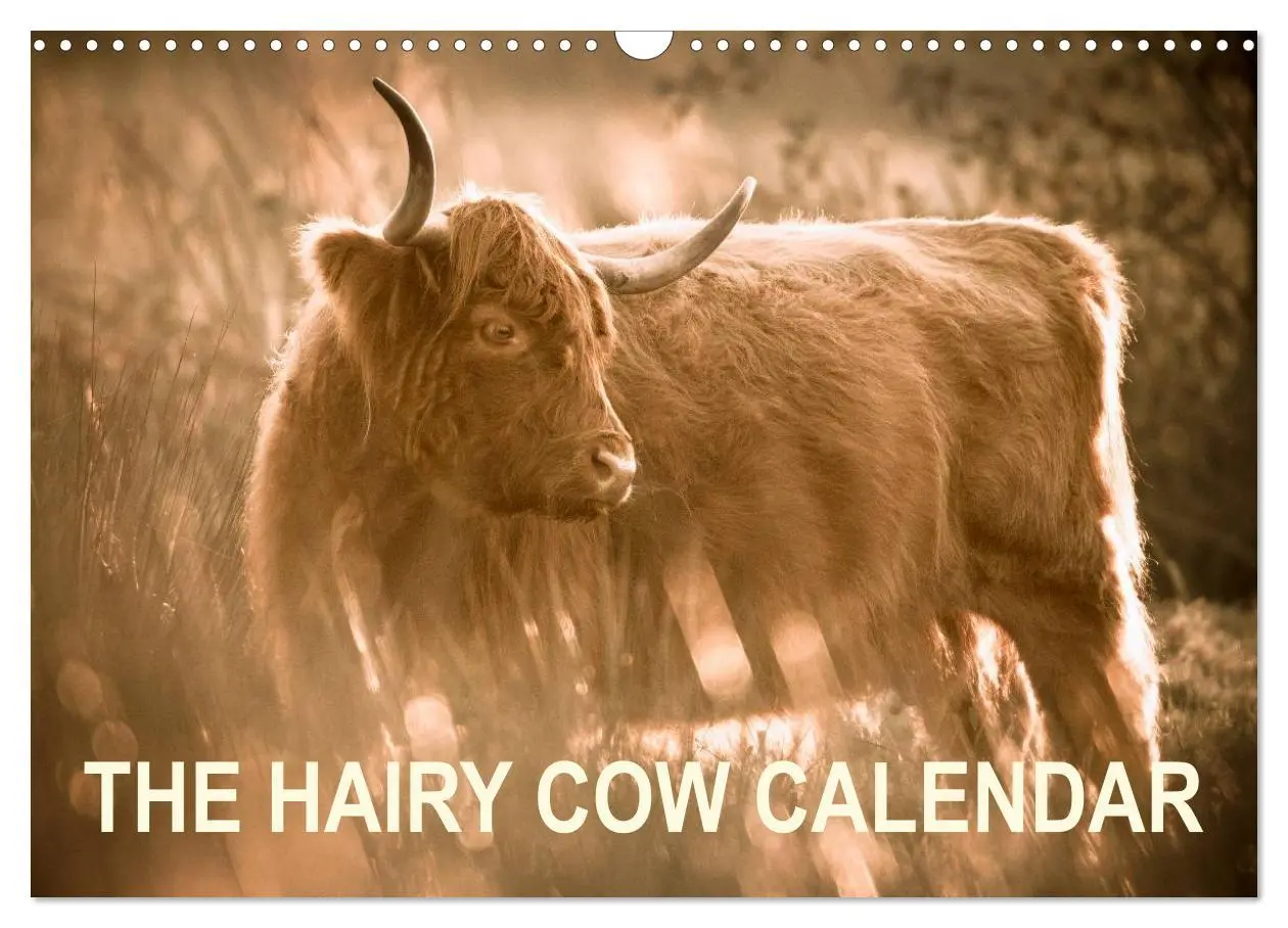 Cover: 9783516571424 | The Hairy Cow Calendar (Wall Calendar 2026 DIN A3 landscape),...