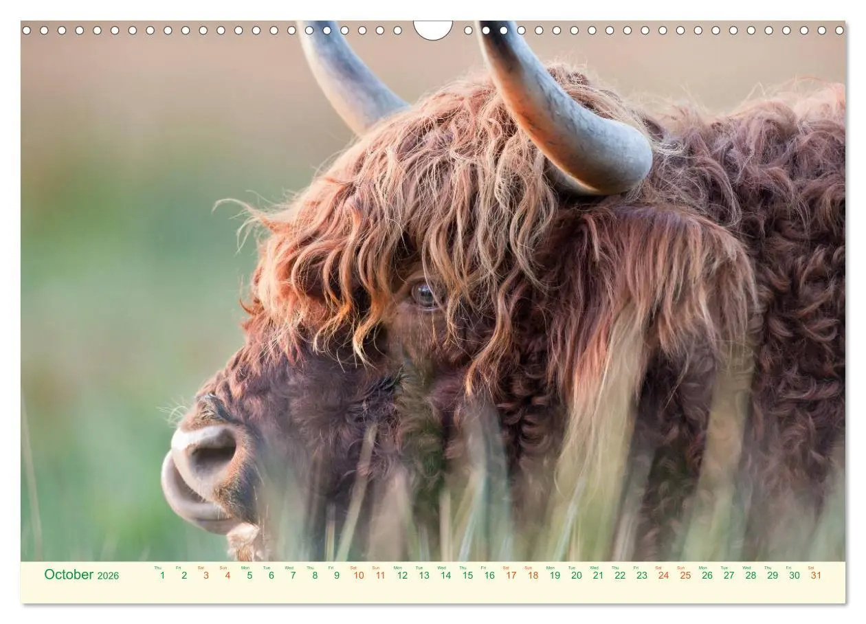 Bild: 9783516571424 | The Hairy Cow Calendar (Wall Calendar 2026 DIN A3 landscape),...