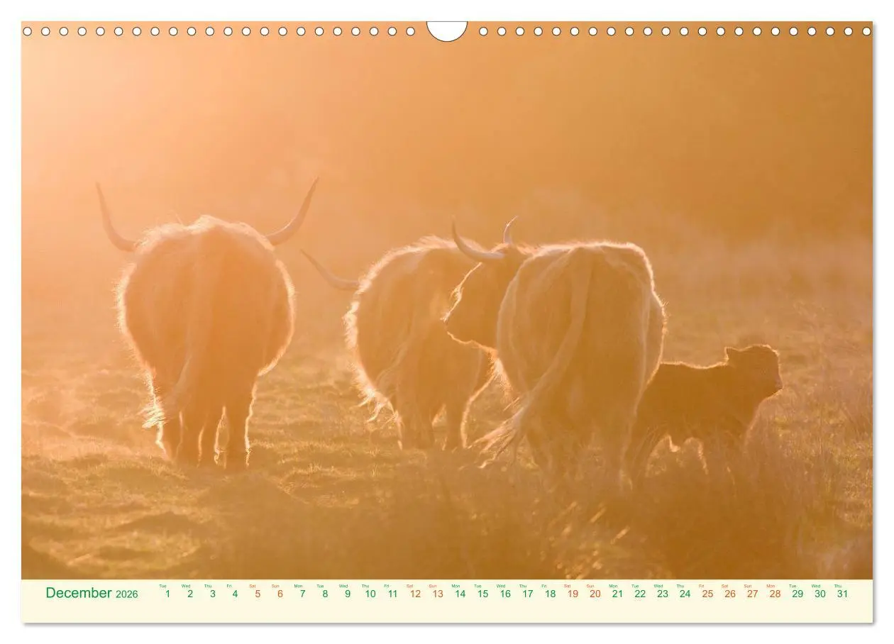 Bild: 9783516571424 | The Hairy Cow Calendar (Wall Calendar 2026 DIN A3 landscape),...