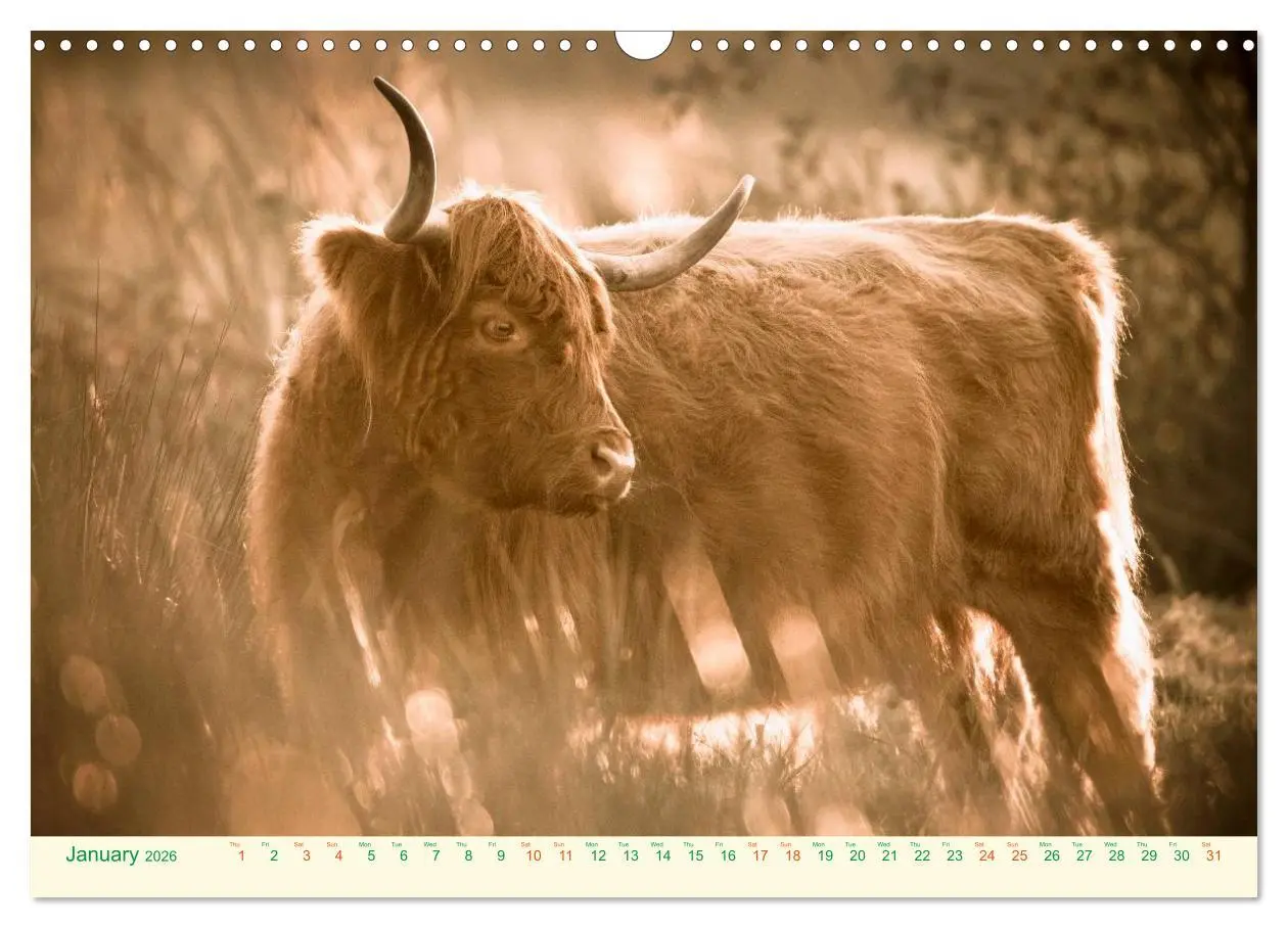 Bild: 9783516571424 | The Hairy Cow Calendar (Wall Calendar 2026 DIN A3 landscape),...