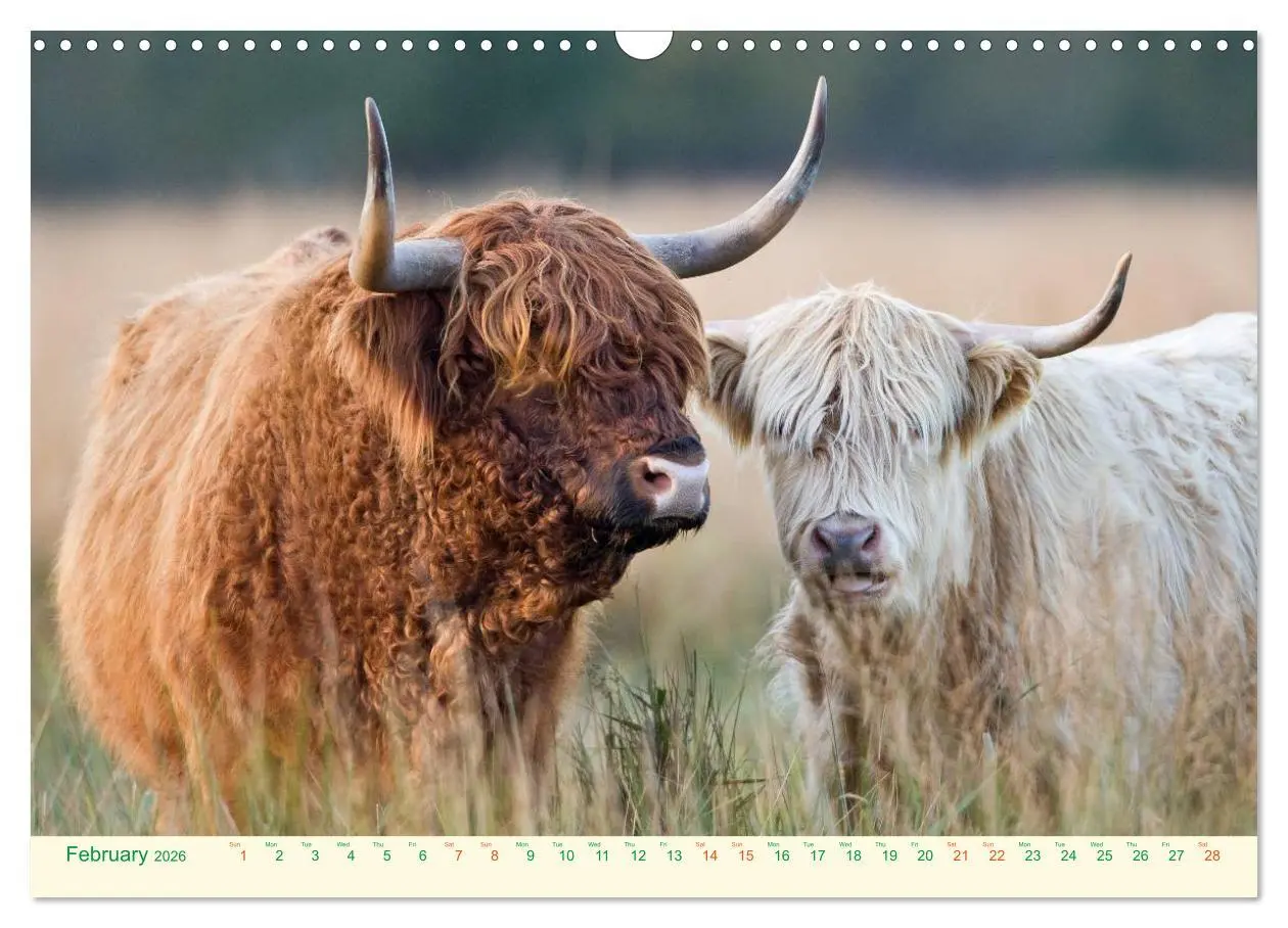 Bild: 9783516571424 | The Hairy Cow Calendar (Wall Calendar 2026 DIN A3 landscape),...