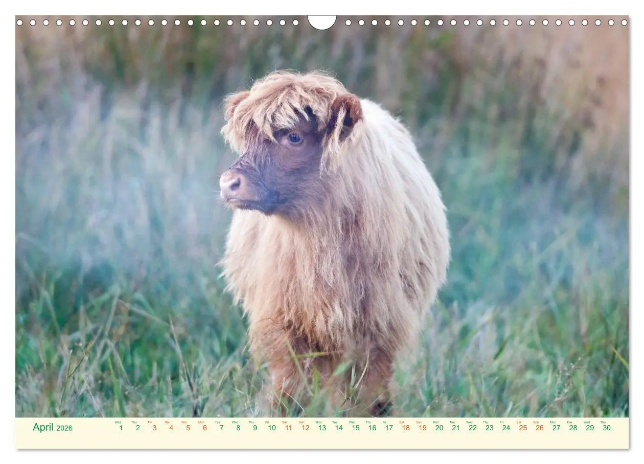 Bild: 9783516571424 | The Hairy Cow Calendar (Wall Calendar 2026 DIN A3 landscape),...