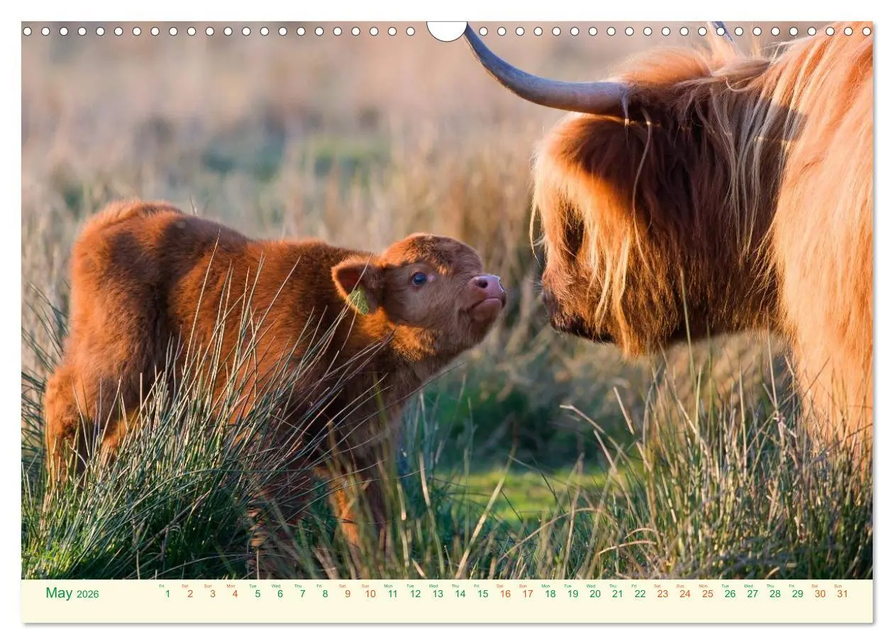 Bild: 9783516571424 | The Hairy Cow Calendar (Wall Calendar 2026 DIN A3 landscape),...