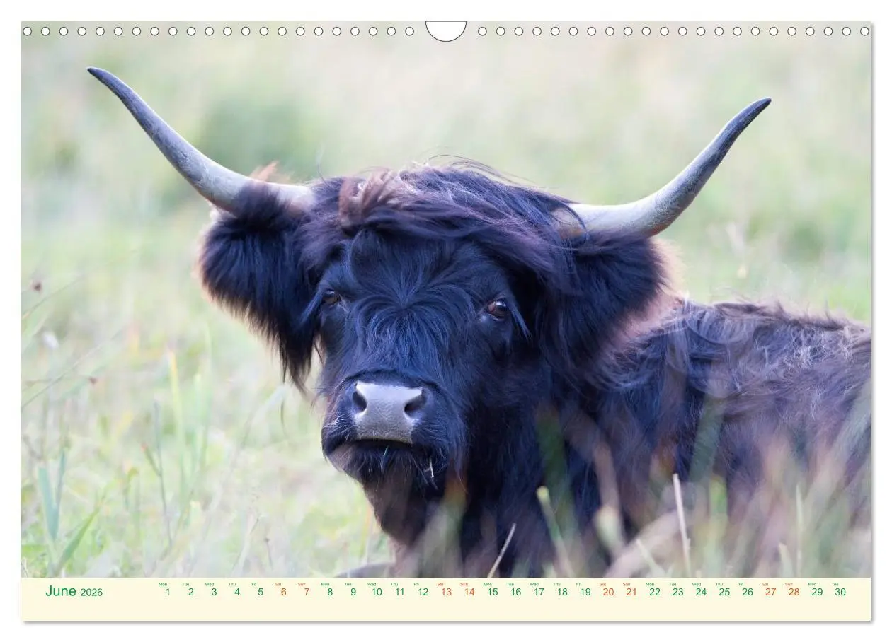 Bild: 9783516571424 | The Hairy Cow Calendar (Wall Calendar 2026 DIN A3 landscape),...