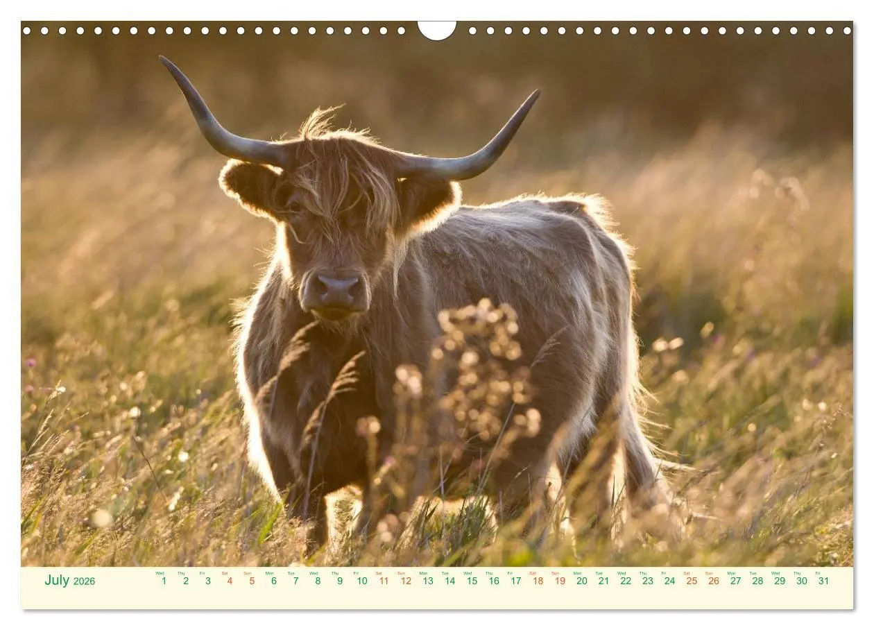 Bild: 9783516571424 | The Hairy Cow Calendar (Wall Calendar 2026 DIN A3 landscape),...