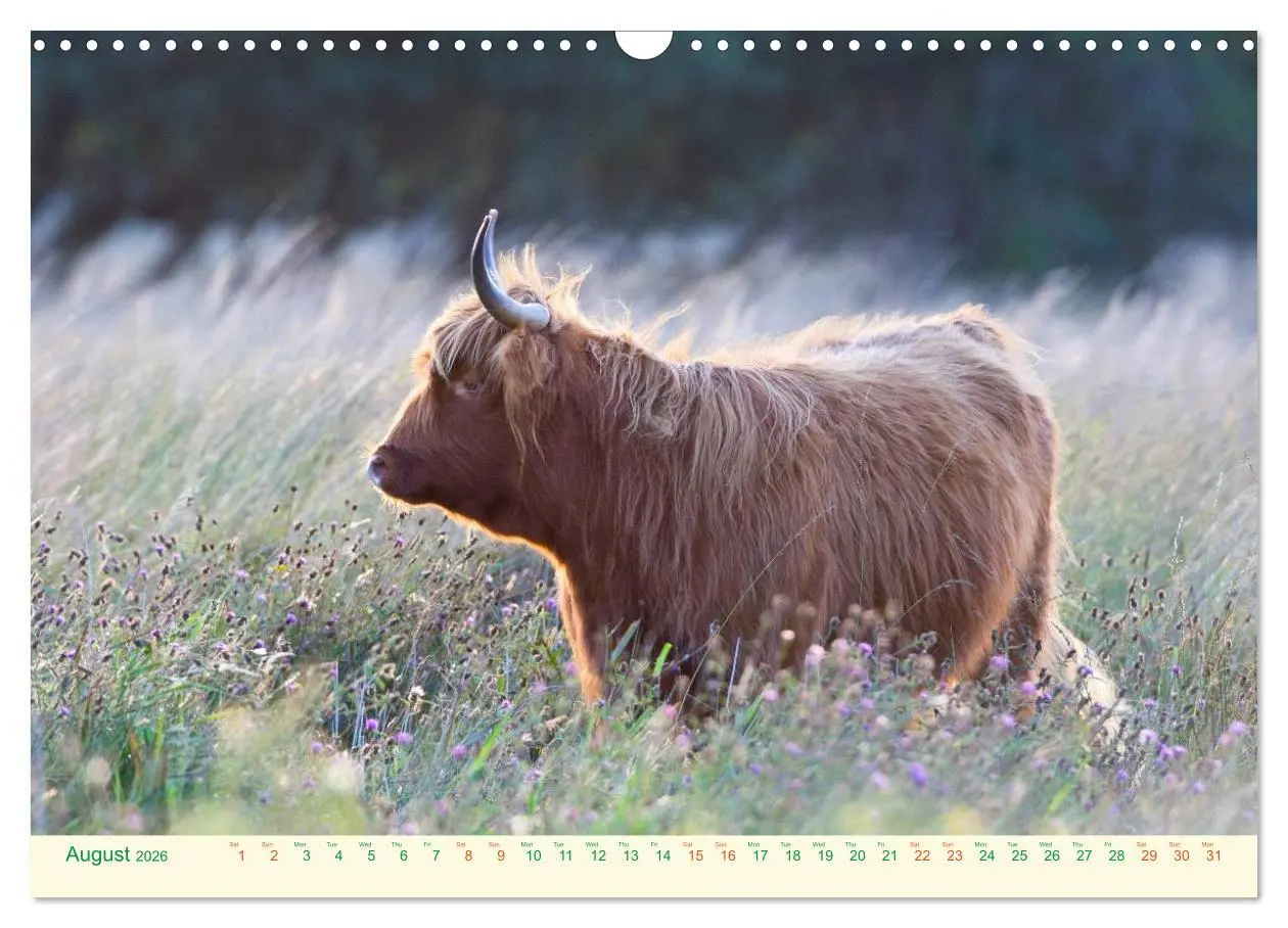 Bild: 9783516571424 | The Hairy Cow Calendar (Wall Calendar 2026 DIN A3 landscape),...