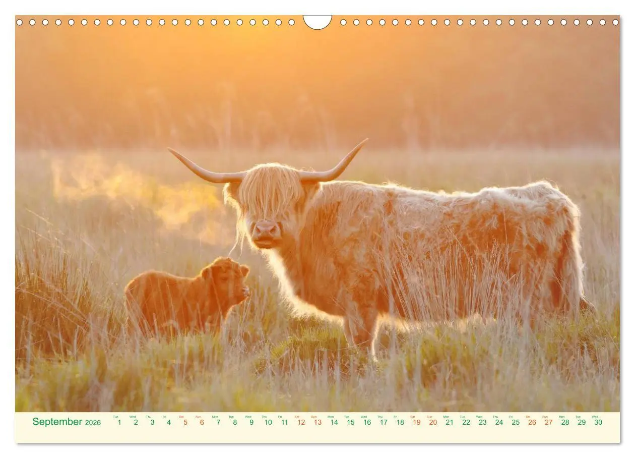 Bild: 9783516571424 | The Hairy Cow Calendar (Wall Calendar 2026 DIN A3 landscape),...