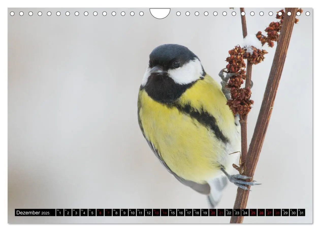Bild: 9783435381524 | Vögel aus dem Garten (Wandkalender 2025 DIN A4 quer), CALVENDO...