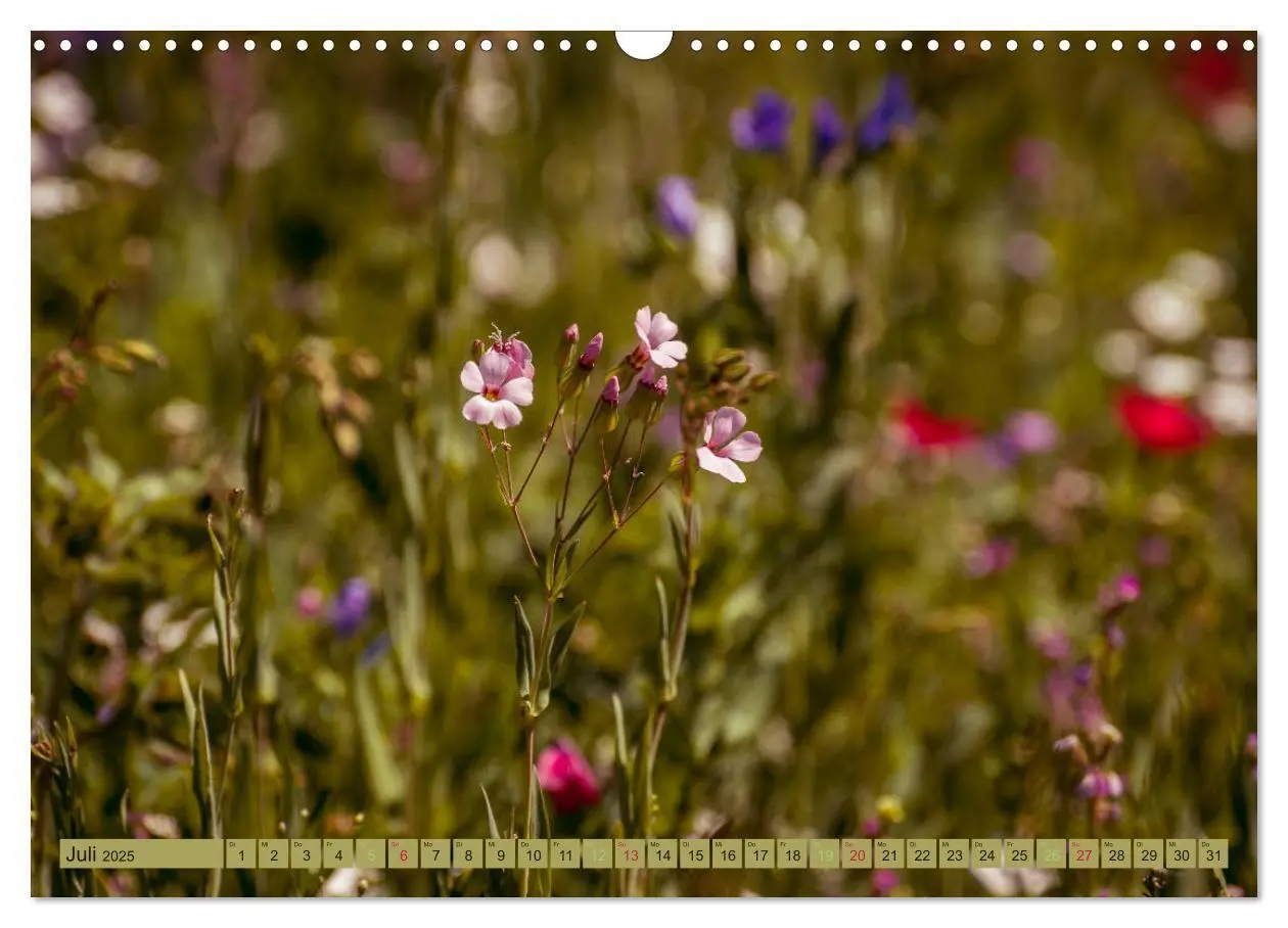 Bild: 9783435451524 | Wildwuchs 2025 (Wandkalender 2025 DIN A3 quer), CALVENDO...