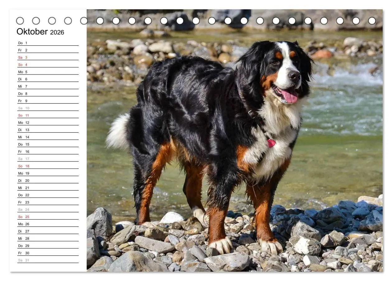 Bild: 9783516011524 | Augenblicke mit dem Berner Sennenhund (Tischkalender 2026 DIN A5...