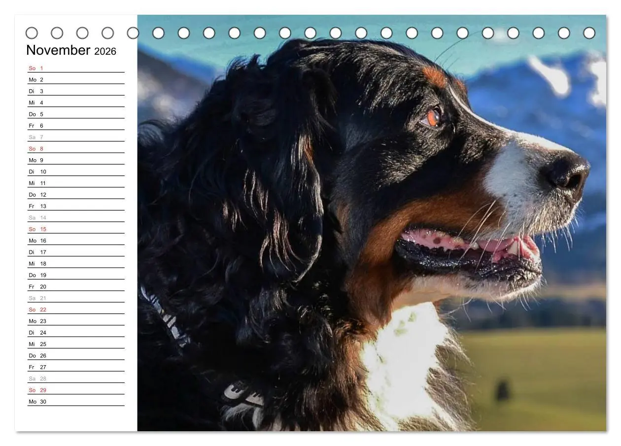 Bild: 9783516011524 | Augenblicke mit dem Berner Sennenhund (Tischkalender 2026 DIN A5...