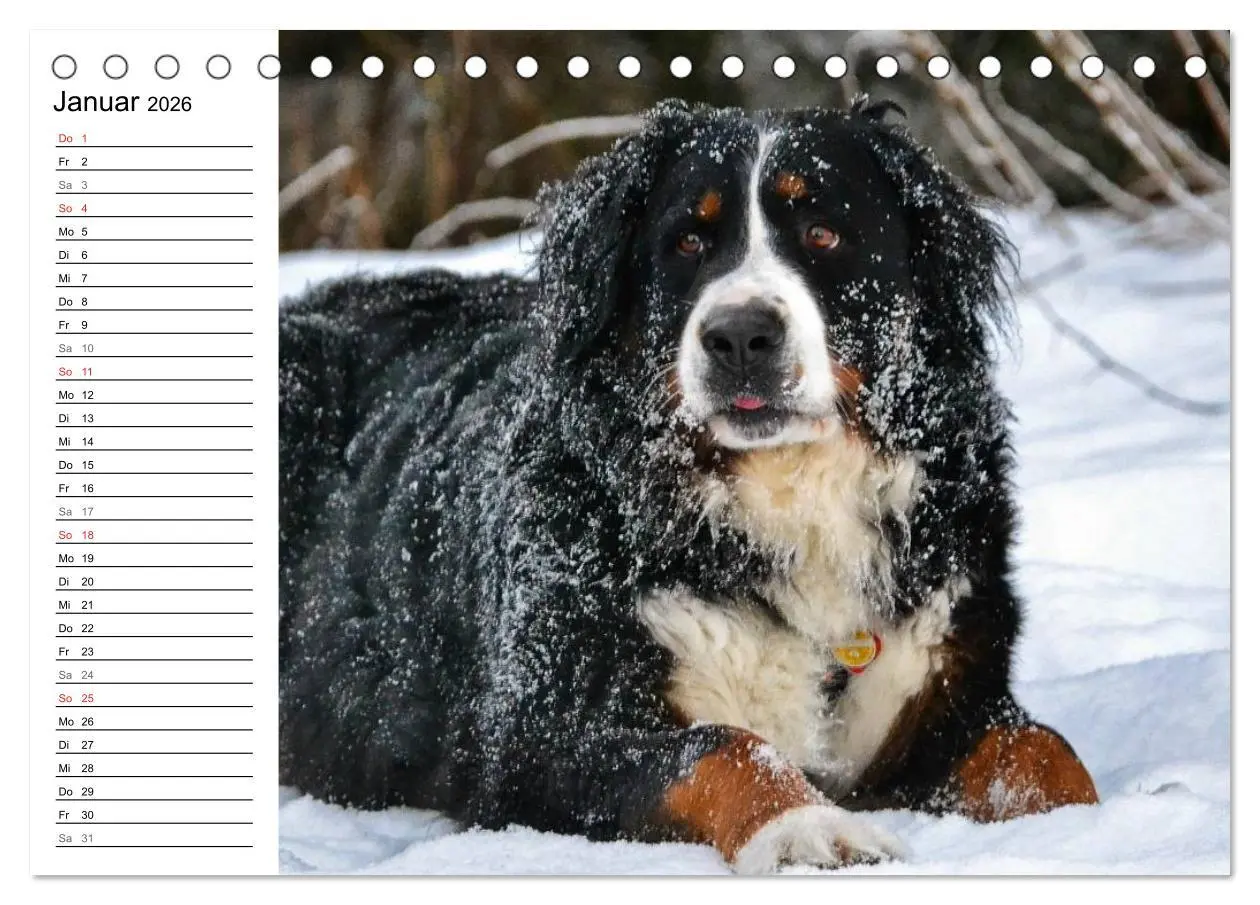 Bild: 9783516011524 | Augenblicke mit dem Berner Sennenhund (Tischkalender 2026 DIN A5...