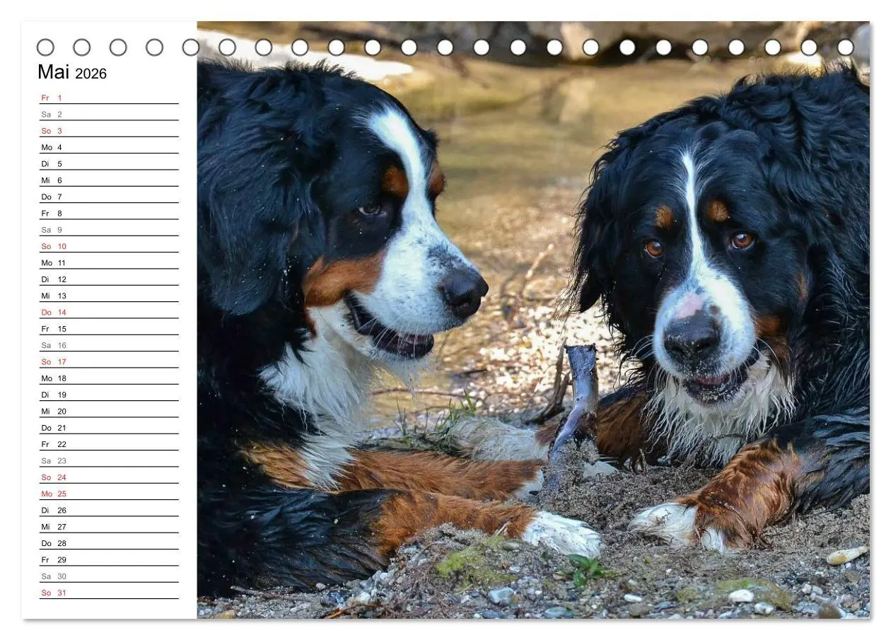 Bild: 9783516011524 | Augenblicke mit dem Berner Sennenhund (Tischkalender 2026 DIN A5...