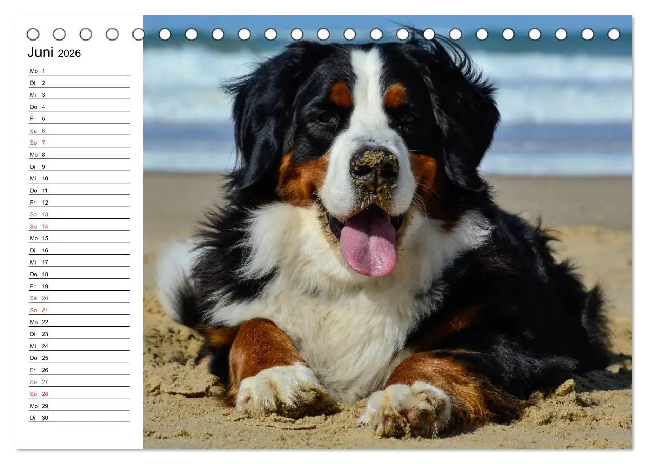 Bild: 9783516011524 | Augenblicke mit dem Berner Sennenhund (Tischkalender 2026 DIN A5...