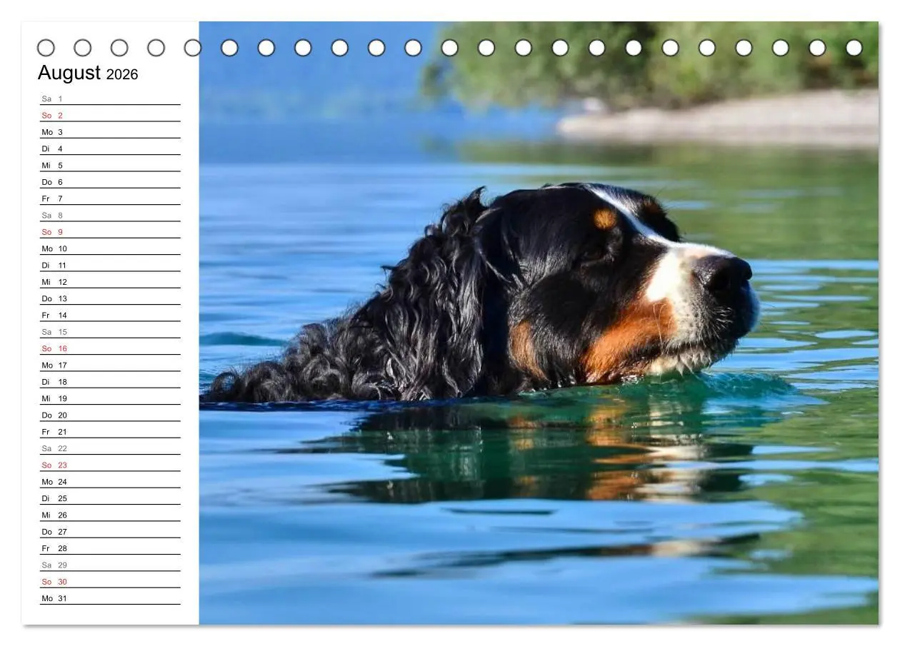 Bild: 9783516011524 | Augenblicke mit dem Berner Sennenhund (Tischkalender 2026 DIN A5...