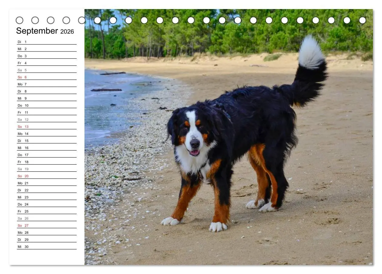 Bild: 9783516011524 | Augenblicke mit dem Berner Sennenhund (Tischkalender 2026 DIN A5...