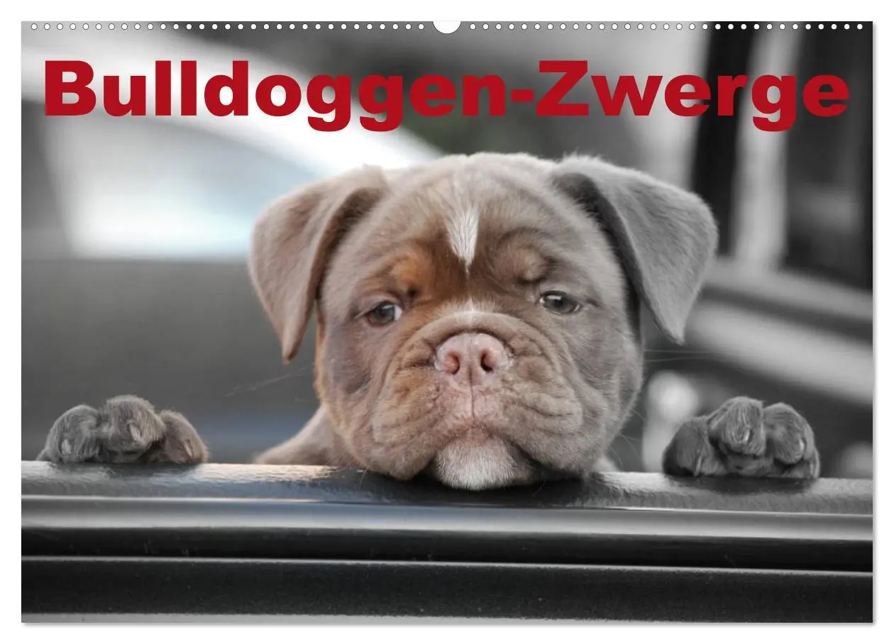 Cover: 9783516161724 | Bulldoggen-Zwerge (Wandkalender 2026 DIN A2 quer), CALVENDO...