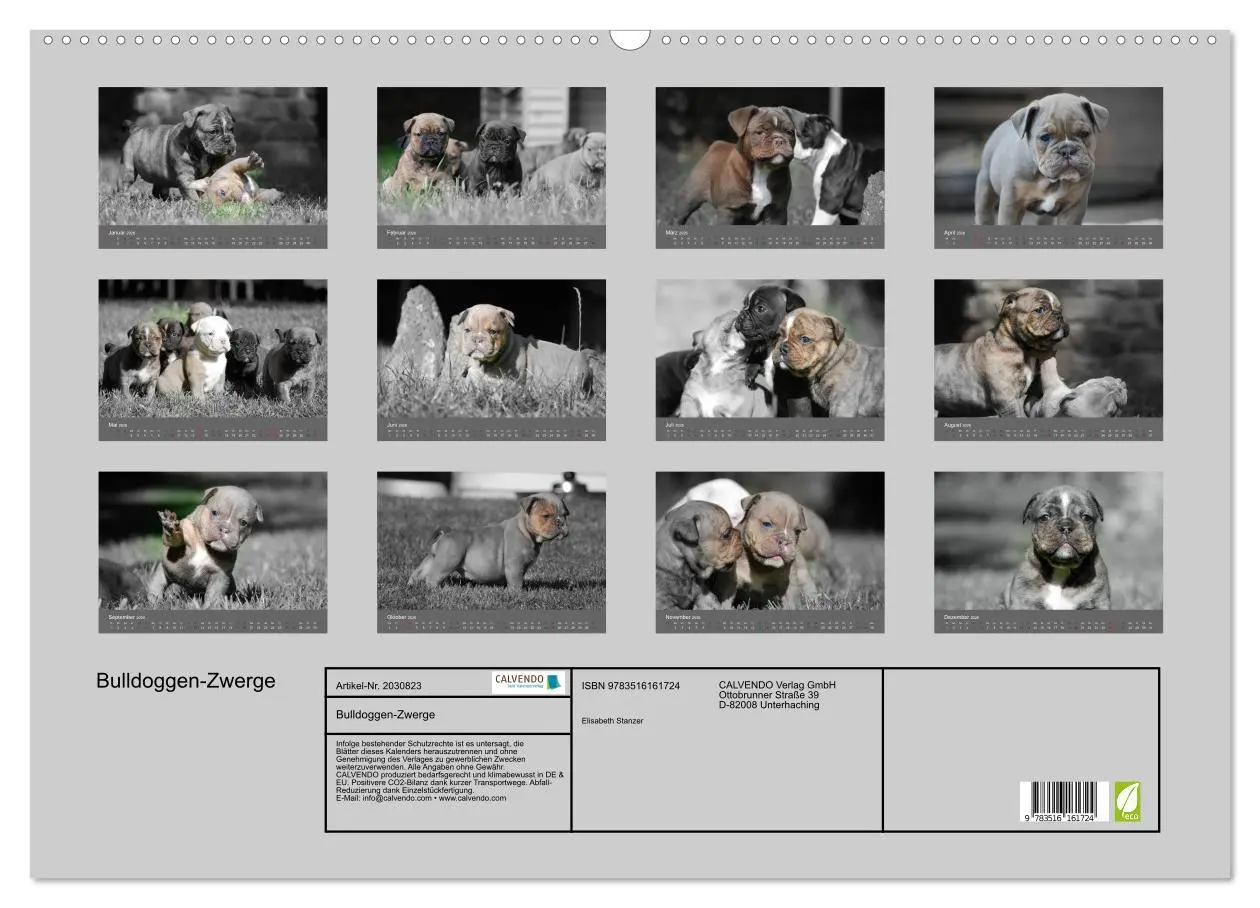 Bild: 9783516161724 | Bulldoggen-Zwerge (Wandkalender 2026 DIN A2 quer), CALVENDO...