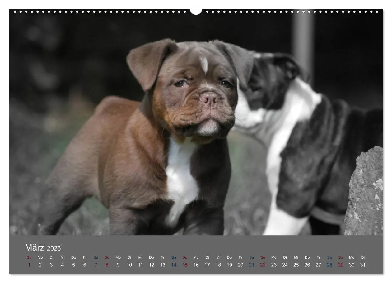 Bild: 9783516161724 | Bulldoggen-Zwerge (Wandkalender 2026 DIN A2 quer), CALVENDO...