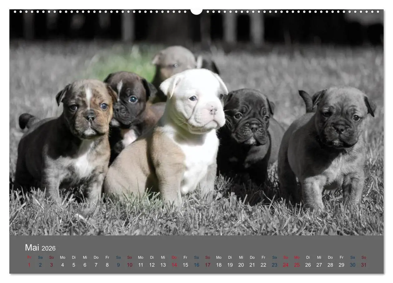 Bild: 9783516161724 | Bulldoggen-Zwerge (Wandkalender 2026 DIN A2 quer), CALVENDO...