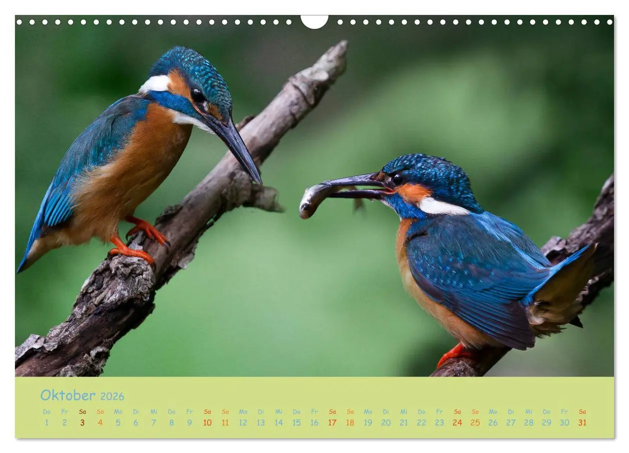 Bild: 9783457741924 | Eisvögel, faszinierende kleine Flieger. (Wandkalender 2026 DIN A3...