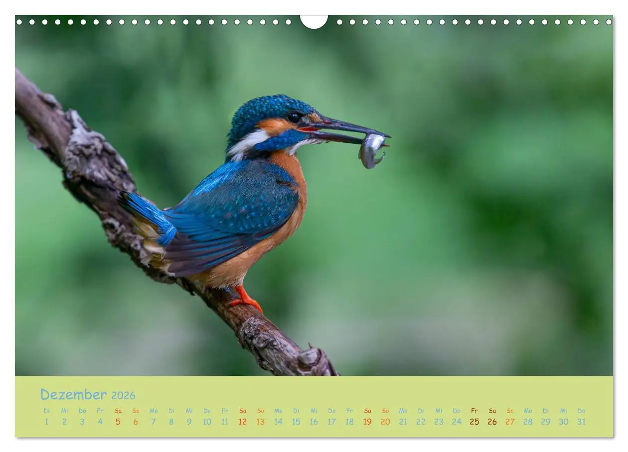 Bild: 9783457741924 | Eisvögel, faszinierende kleine Flieger. (Wandkalender 2026 DIN A3...